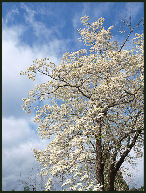 Eastern Dogwood - Cornus florida