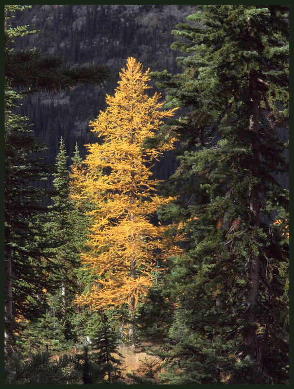 Alpine Larch - Larix lyallii