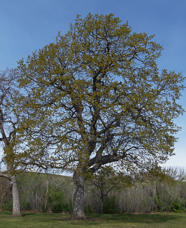Oregon White Oak - Quercus garryana var. garryana
 Quercus Garryana Leaf
