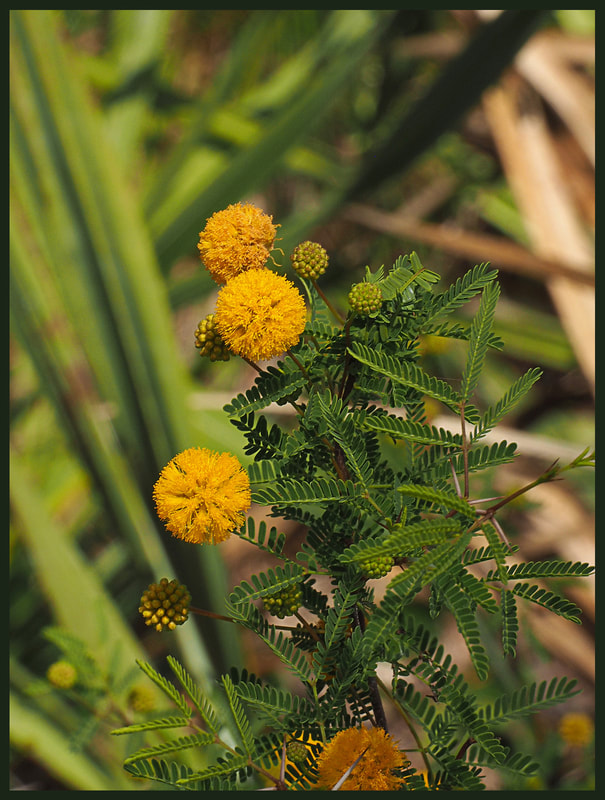 Pineland Acacia - Vachellia pinetorum